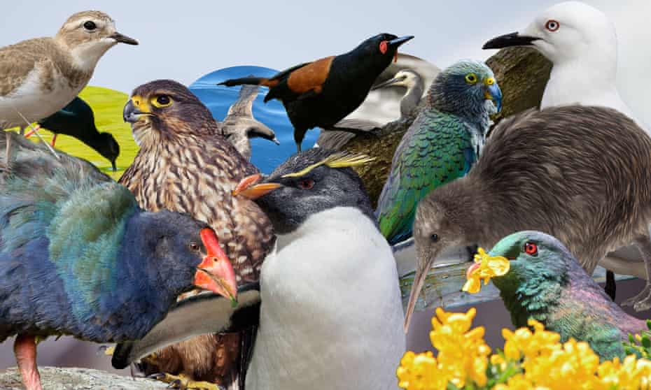 New Zealand native birds