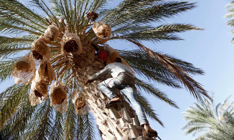Youths collect dates in Jemna, southern Tunisia