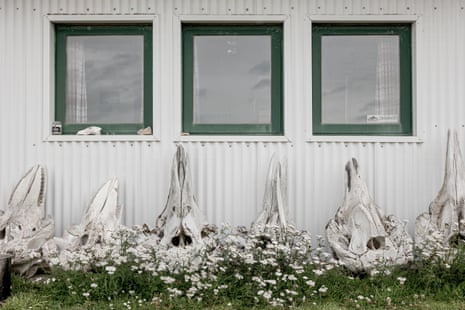 Large bleached animal bones are propped against a white corrugated wall with three green-framed windows