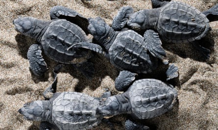Loggerhead sea turtle hatchlings walking towards the sea.