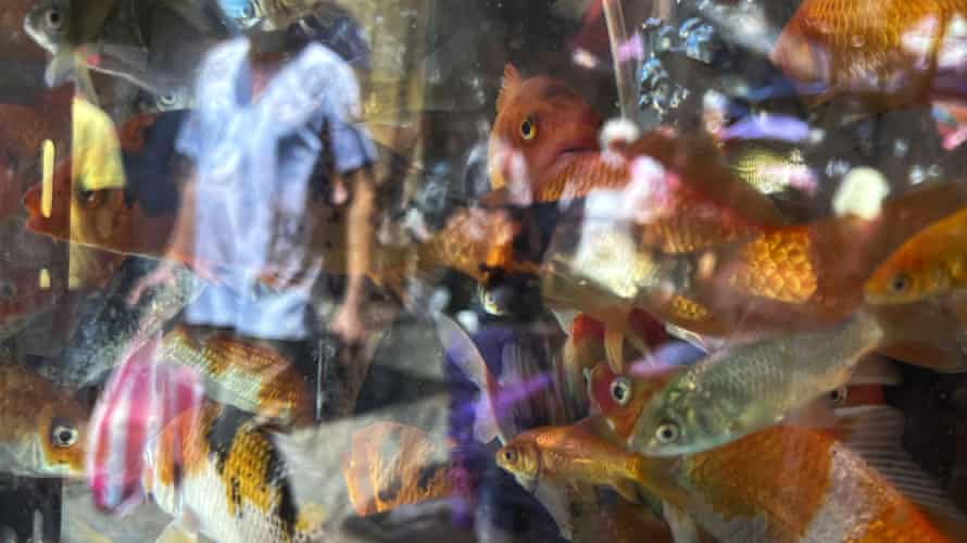 Shoppers are reflected in aquariums with fish sold in Manila, Philippines