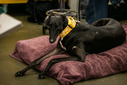 Greyhound Nina sprawls on a plush red cushion.