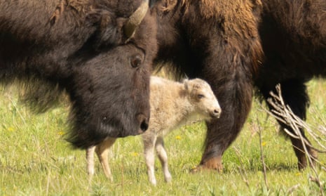 white buffalo calf in between large brown adult buffaloes