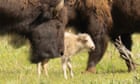 Rare white buffalo sacred to Lakota not seen in Yellowstone since birth