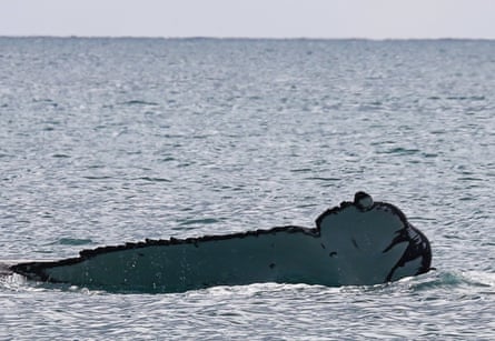 An adult humpback whale with its entire right fluke chopped off