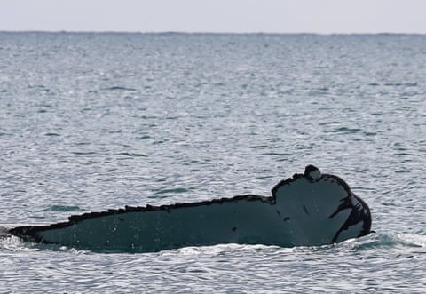 An adult humpback whale with its entire right fluke chopped off