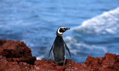 A Magellan penguin by the sea