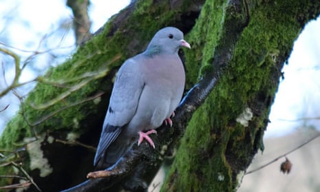 Country diary: There's a subtle beauty to the stock dove, Birds