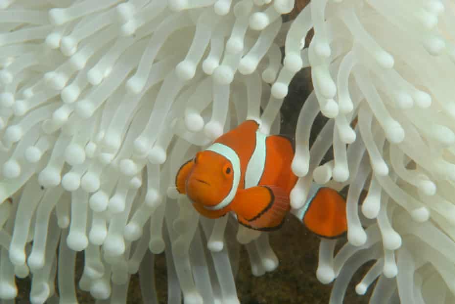 Clown fish in a bleached sea anemone at Lizard Island, Great Barrier reef.