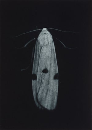 Four-spotted footman