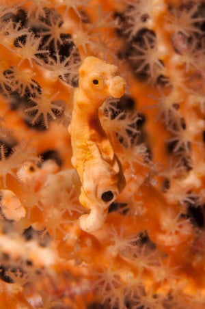 A male Denise's pygmy seahorse giving birth through its urinogenital opening, south-east Sulawesi, Indonesia.