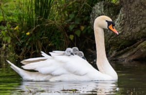 Cygnets hitch a ride on their mother’s back at Walcot Lake, Shropshire, UK