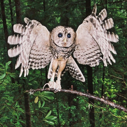 Light brown owl with wings flapped open in a leafy, green environment