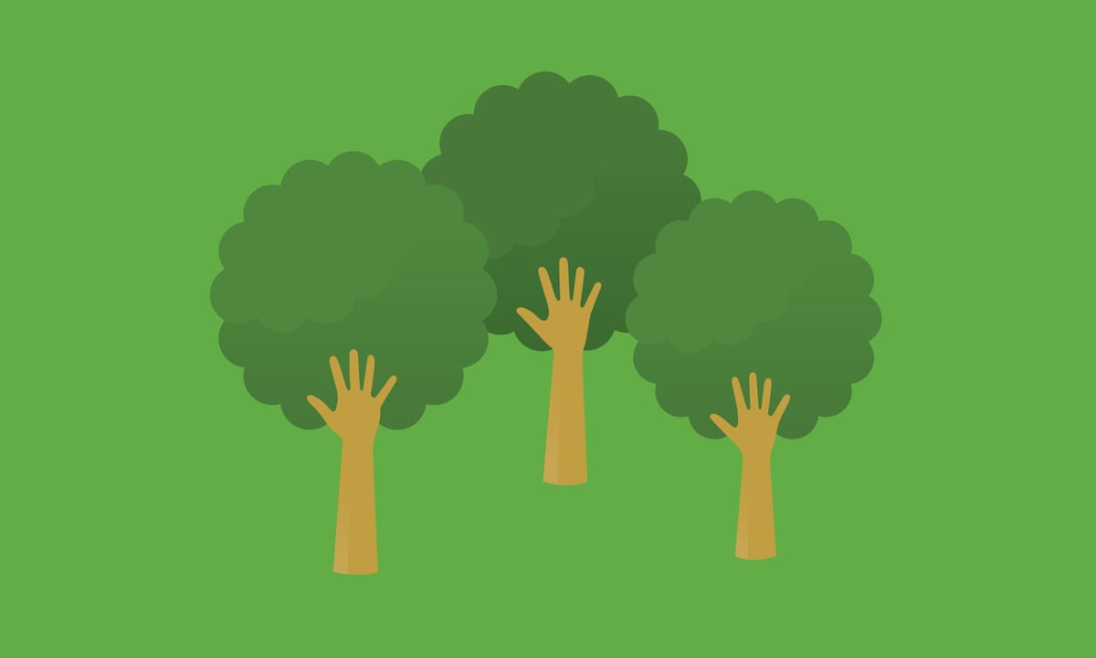 The big idea: can forests teach us to live better? | Science and ...
