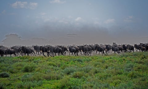 Serengeti wildebeest migration, Tanzania, 2015 Tristram Kenton