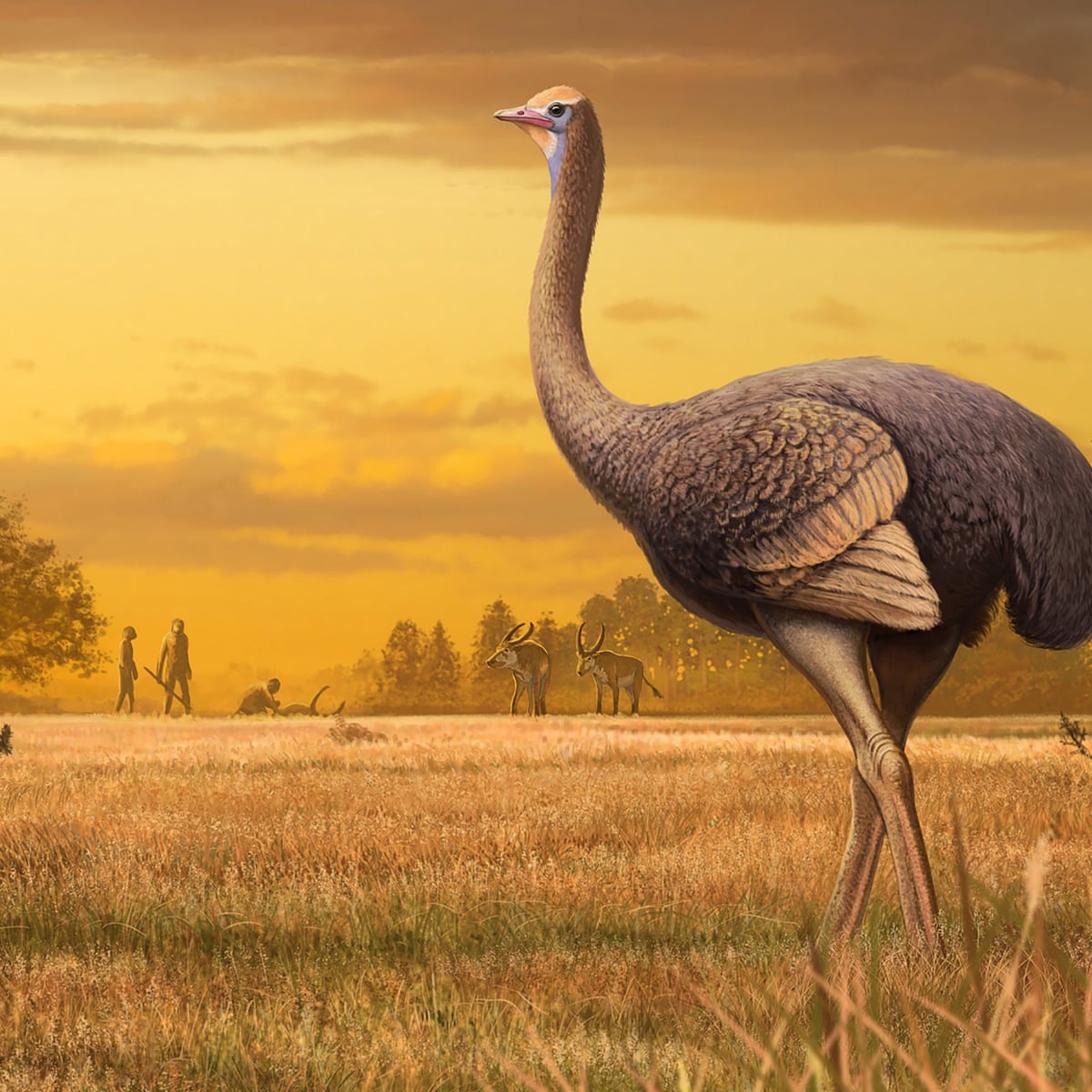 Half Tonne Birds May Have Roamed Europe At Same Time As