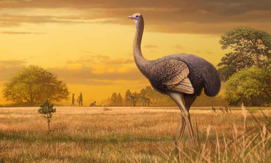 An artist’s impression of the giant bird whose remains were found in a Crimean cave.