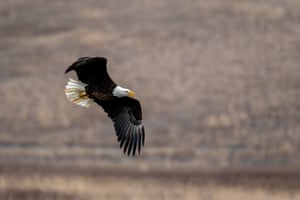 Uma águia careca adulta caçando presas é vista na Fernald Nature Preserve em Ross, Ohio, EUA