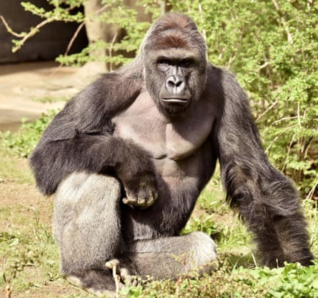Cincinnati Zoo Director Shooting Gorilla To Protect Child Was Right Decision Ohio The Guardian