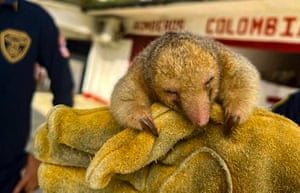 A silky anteater in Chigorodó, Colombia after being rescued by firefighters