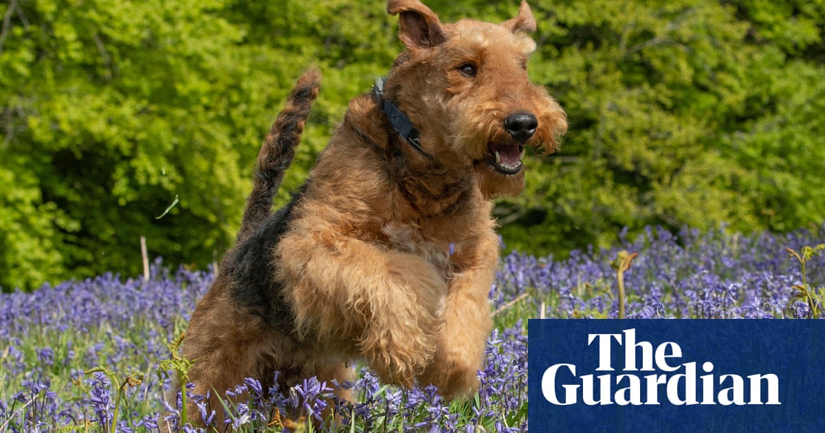 Wonderdog by Jules Howard review – are we taming dogs, or are they taming us?