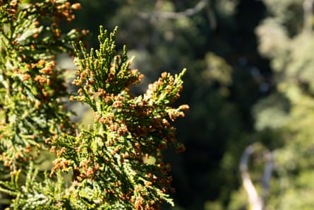 A close up of the leaves of a conifer.