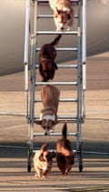The Queen of England’s dogs leave an aircraft at Heathrow Airport after flying from Balmoral