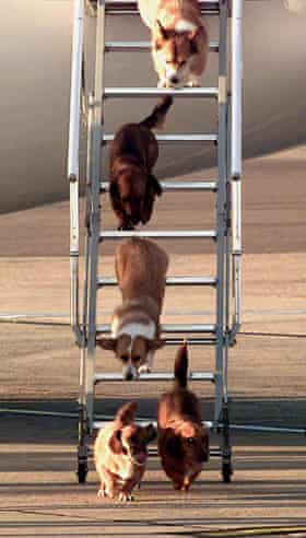 The Queen of England's dogs leave an aircraft at Heathrow Airport after flying from Balmoral