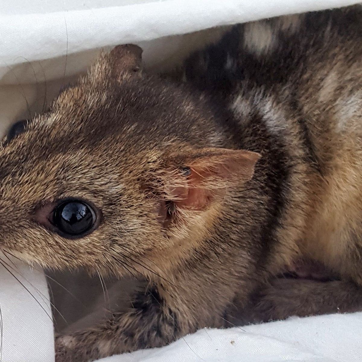 Dying for sex: endangered male quolls may be mating themselves to death  instead of sleeping, scientists say | Endangered species | The Guardian