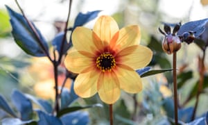 A single dahlia
