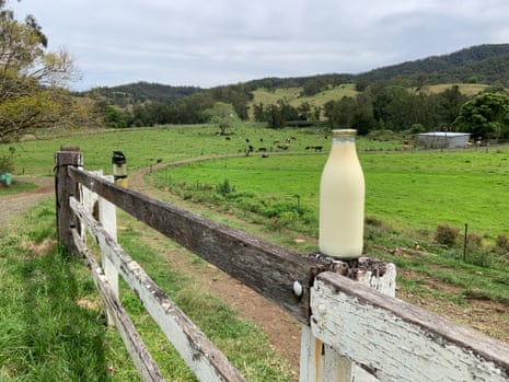 Glass-bottled milk sitting on a fence post overlooking a field with many cows grazing