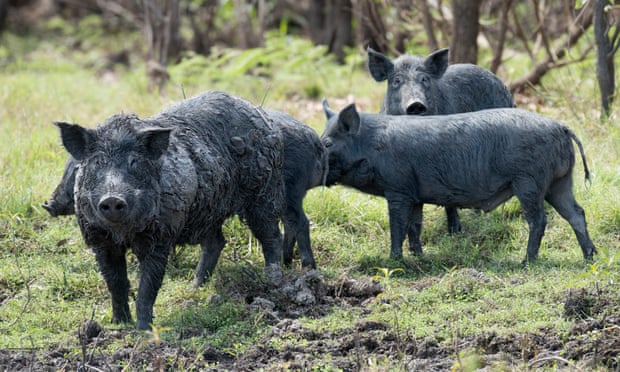 From wild herbs to feral pigs: should Australia manage invasive species by eating them? From wild herbs to feral pigs: should Australia manage invasive species by eating them?