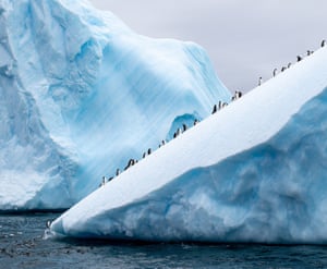 Gentoo penguins marching up an iceberg on the Weddell Sea