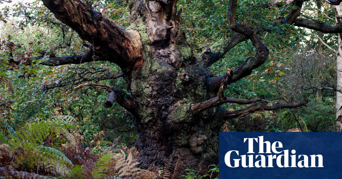 Study suggests existence of up to 2.1m ancient and veteran trees in England