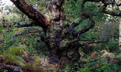 An ancient oak tree in Sherwood Forest, Nottinghamshire.