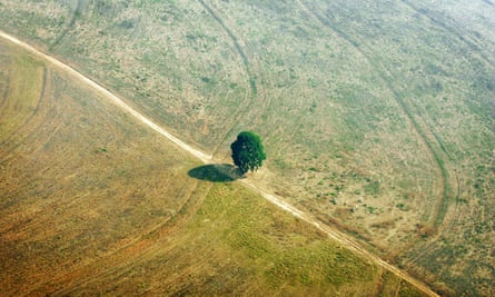 Mato Grosso, Brazil: A single tree is seen on land that was previously jungle.