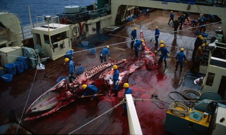 A stripped carcass of a whale lies on the deck in a pool of blood on a Japanese vessel in the Antarctic, 1993. 