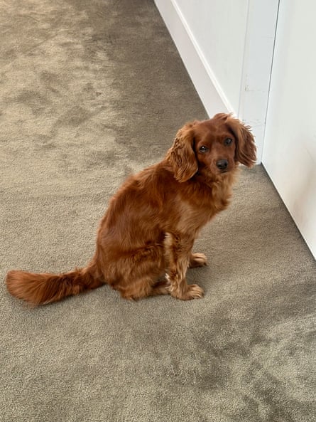 Odie, Ranjana Srivastava’s cavoodle, sits quietly and expectantly outside her oldest son’s bedroom