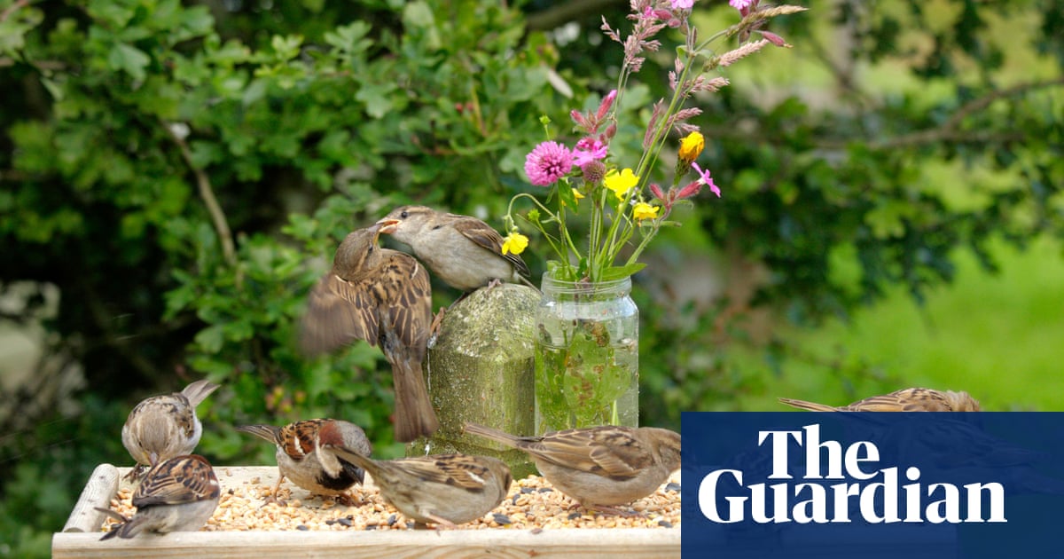 When Should I Stop Feeding the Birds in the Spring: Essential Guide