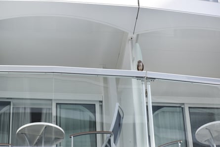 A burrowing owl on a cruise on 2023.