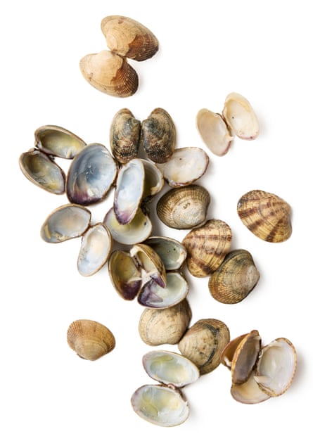 Clam shells