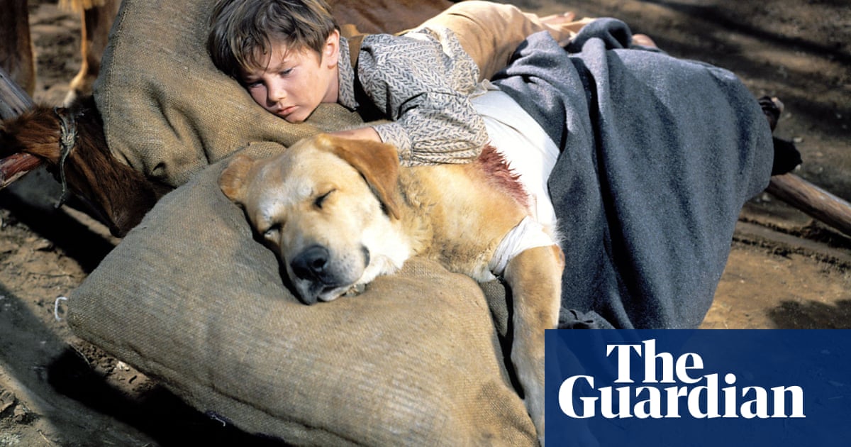 Dog Weepie Movies Ranked Film The Guardian