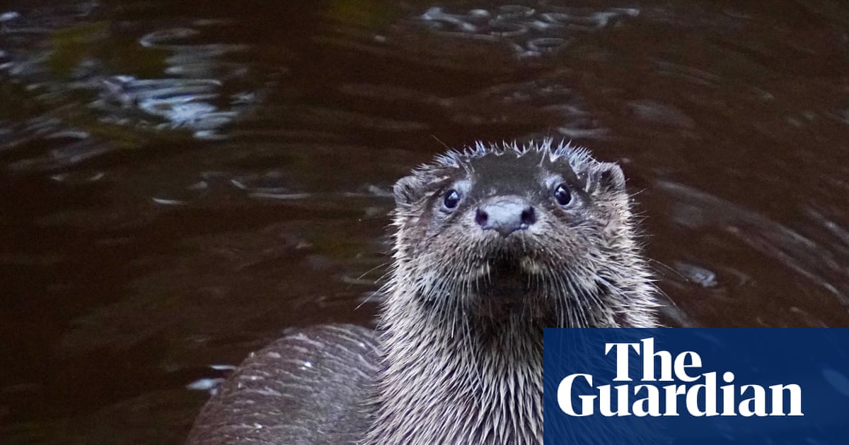 âEmotional and horrificâ: volunteers âliveâ as Somerset animals to study wildlife risks