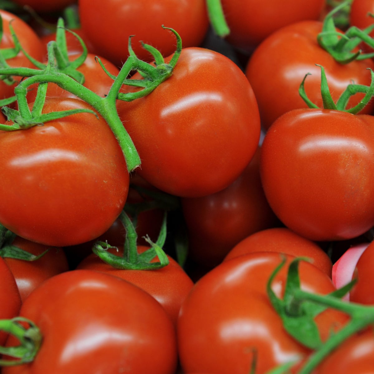 Water Smart Farming How Hydroponics And Drip Irrigation Are