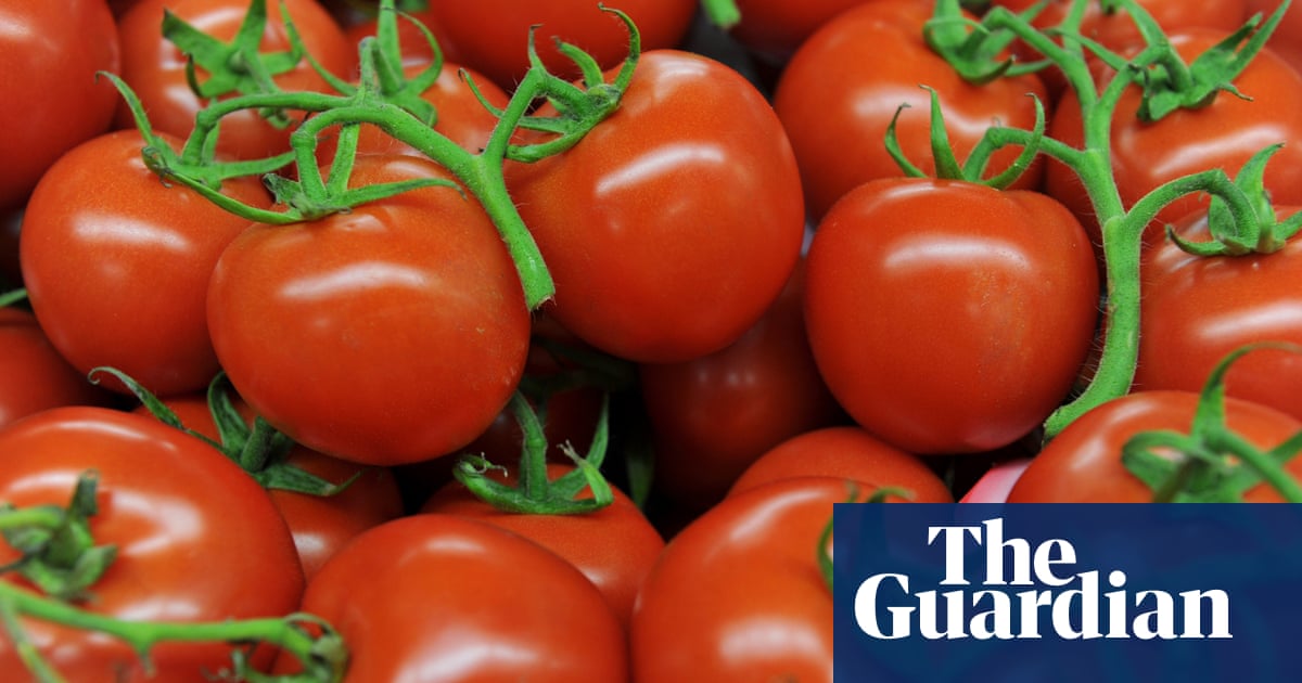 Water Smart Farming How Hydroponics And Drip Irrigation Are Feeding Australia Future Of Farming Guardian Sustainable Business The Guardian