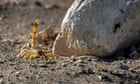 More than 500 stung by scorpions flushed out by storms in Egypt