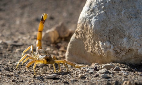 Scorpions Are Ancient, but Some Species Are New to Science - The New York  Times