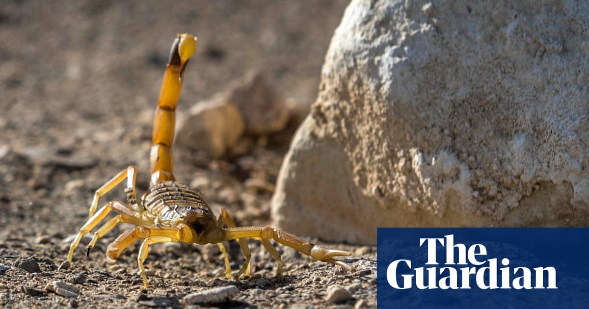 Scorpion plagues, sharks on the move: has Cop26 done enough for nature?