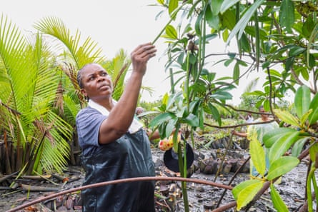 Martha Agbani examines a young mangrove tree