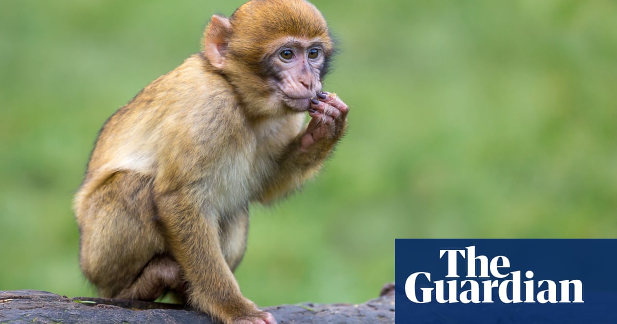US public not warned that monkeys imported from Cambodia carried deadly pathogen..